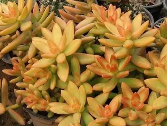 铭月养护需要注意什么 多肉铭月的养殖方法_植物百科知识