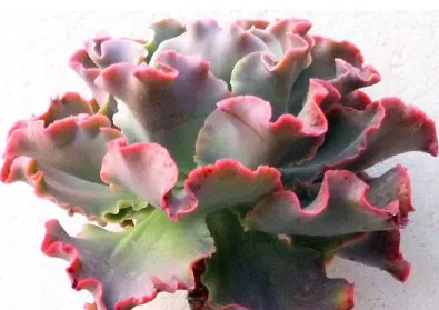 高砂之翁怎么养 高砂之翁日常养护方法_植物百科知识
