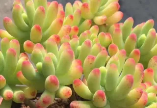 多肉乙女心的特点是什么 乙女心生长需要什么条件_植物百科知识