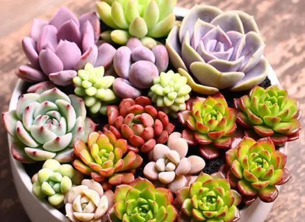 多肉小苗夏天怎么养护 新手怎么养殖多肉苗_植物百科知识