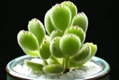 多肉熊童子掉叶子怎么回事 有哪些解决方法_植物百科知识