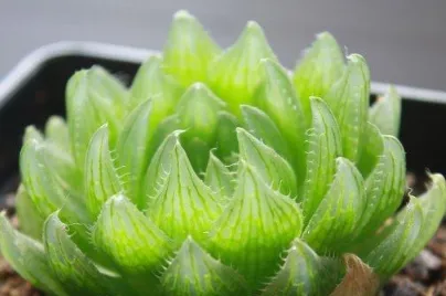 樱水晶如何浇水 樱水晶养殖技巧_植物百科知识