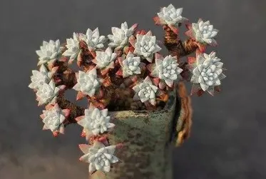 多肉白菊怎么浇水 白菊养殖技巧_植物百科知识