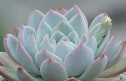 芙蓉雪莲多肉养殖方法 芙蓉雪莲日常养护_植物百科知识