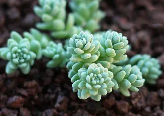 姬星美人怎么变色 姬星美人养殖注意事项_植物百科知识