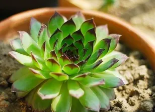 怎么判断观音莲缺水 观音莲养护方法_植物百科知识