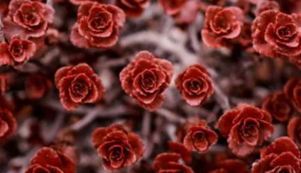 小球玫瑰怎么养出紫红色 小球玫瑰养殖方法_植物百科知识