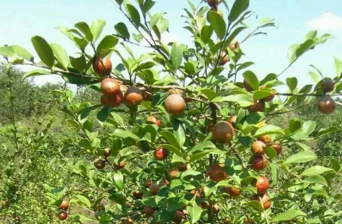 油茶树种植注意事项 油茶树养殖技巧总结_植物百科知识