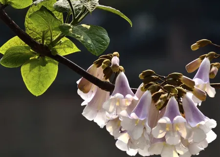 泡桐种植技术 泡桐怎么养护好_植物百科知识