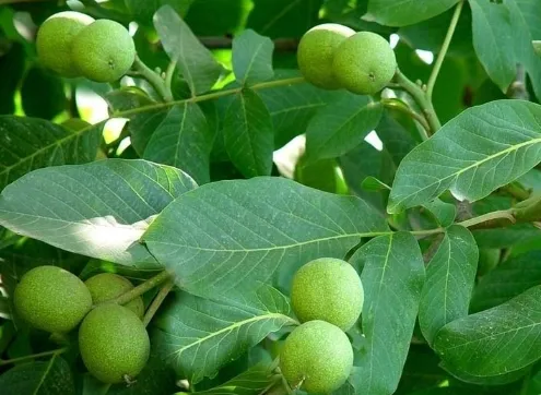 核桃除草不伤害树方法 核桃怎么养殖好_植物百科知识