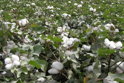 棉花种植技术 棉花如何高产管理_植物百科知识
