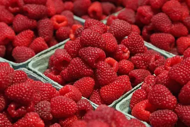 树莓育苗方法简介 树莓应该怎么养殖好_植物百科知识