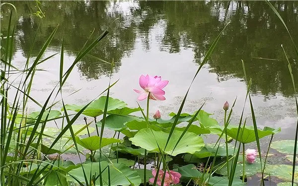 上海哪个公园荷花多 去哪里赏荷最好_植物百科知识