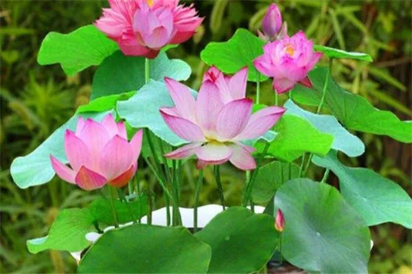 碗莲夏天能全天暴晒吗_植物百科知识