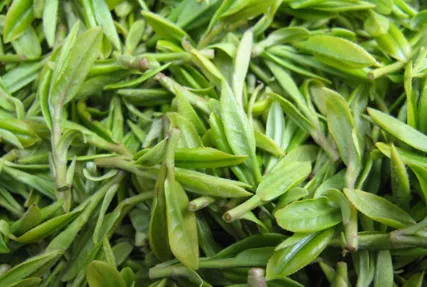 毛尖茶的种植管理要点 毛尖茶生长需要什么条件_植物百科知识