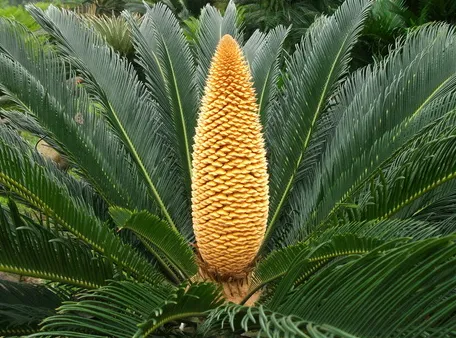 苏铁是什么植物 苏铁养殖需要注意什么_植物百科知识