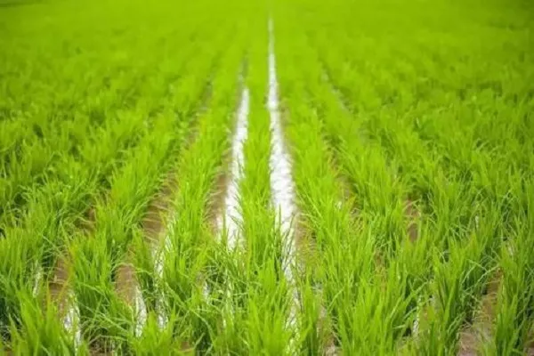 水稻是水生植物吗 生长过程整理_植物百科知识