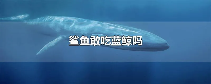 鲨鱼敢吃蓝鲸吗