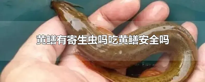 黄鳝有寄生虫吗吃黄鳝安全吗