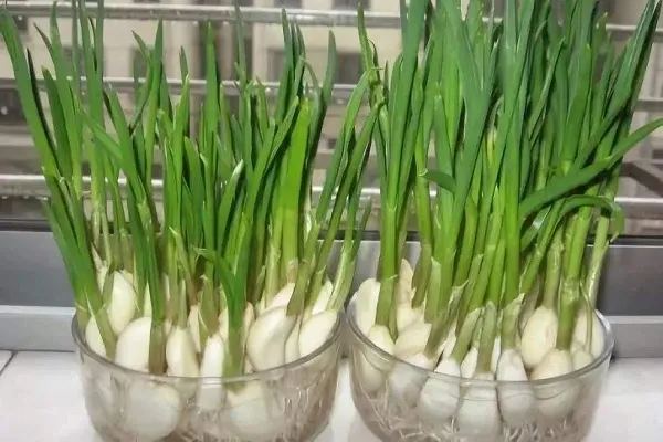 水种蒜苗的正确过程 无土栽培方法_植物百科知识