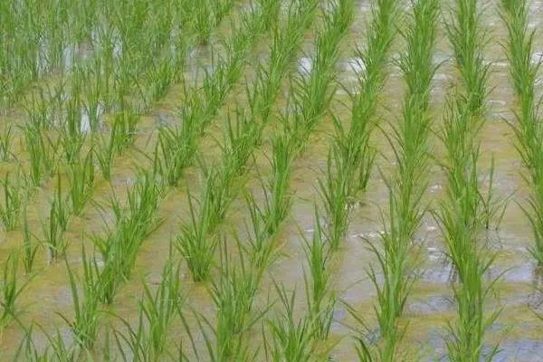 钾肥加多了水草会怎么样 有哪些危害_植物百科知识