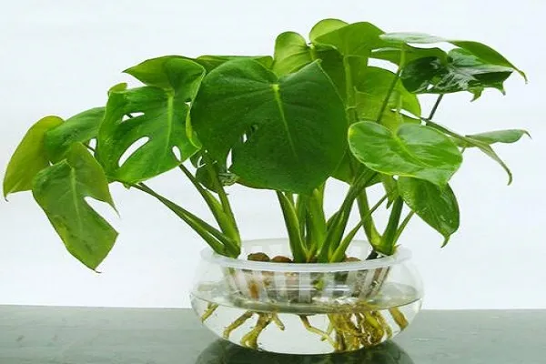 家里养什么水培植物好 水培方法整理_植物百科知识