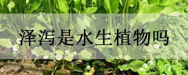 泽泻是水生植物吗_植物百科知识