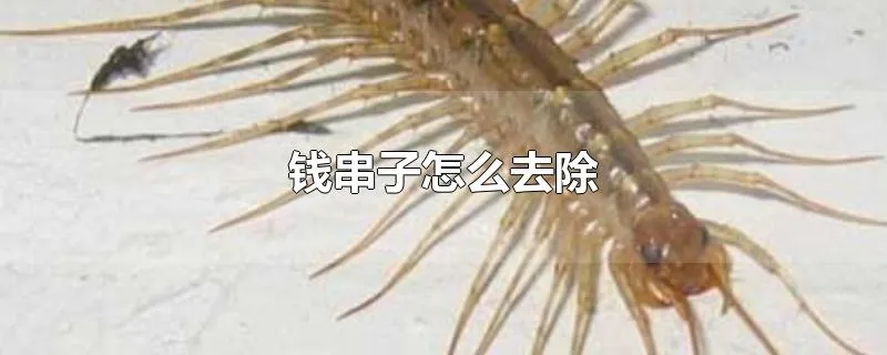 钱串子怎么去除