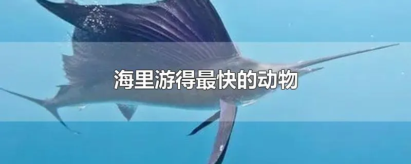 海里游得最快的动物