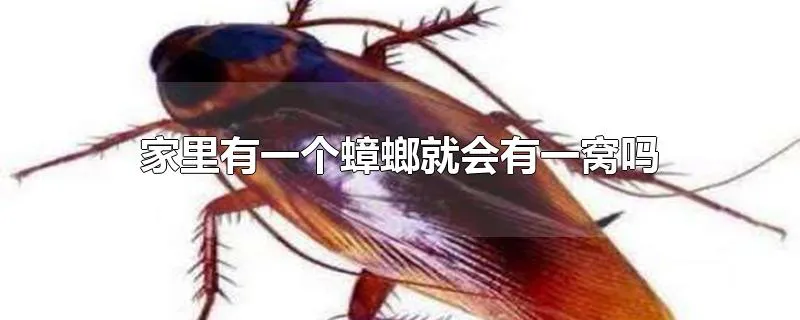 家里有一个蟑螂就会有一窝吗