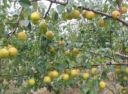 怎么提高梨树的产品 梨树怎么养殖_植物百科知识