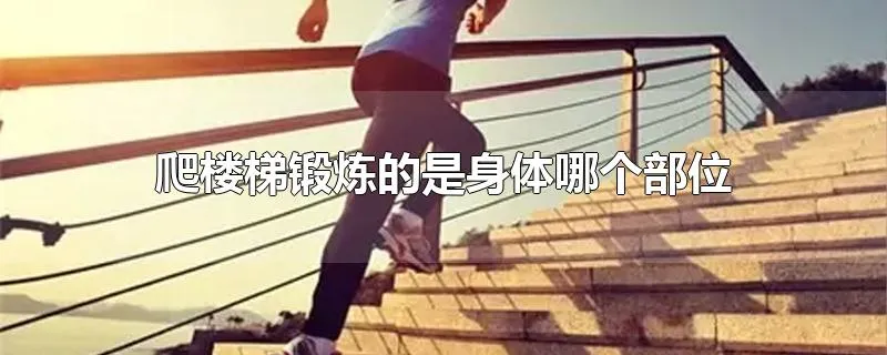 爬楼梯锻炼的是身体哪个部位