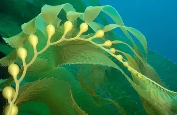 世界上最巨大的藻类的是什么_植物百科知识