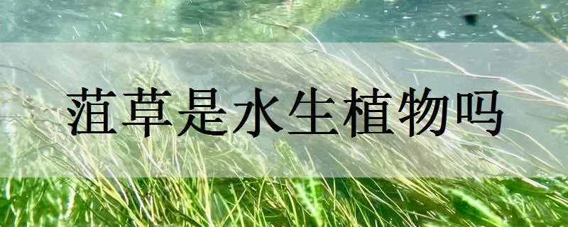 菹草是水生植物吗