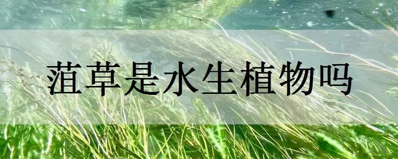 菹草是水生植物吗_植物百科知识