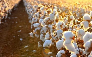 棉花的需肥规律 棉花怎么施肥能高产_植物百科知识