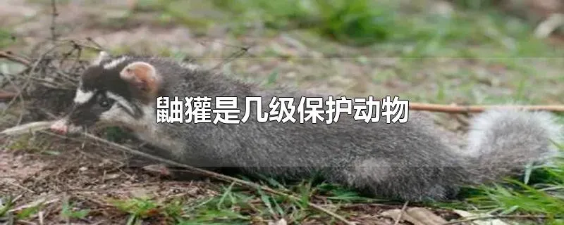 鼬獾是几级保护动物