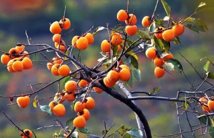 柿子树不同季节如何修剪 柿子生长注意事项总结_植物百科知识