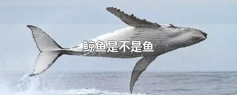 鲸鱼是不是鱼