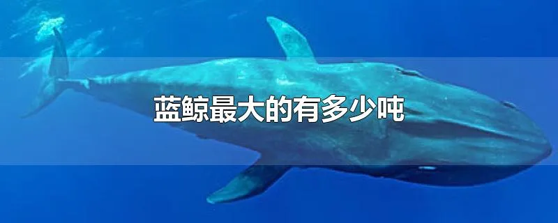 蓝鲸最大的有多少吨