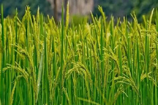 水稻叶子发黄是什么病 用什么药防治_植物百科知识