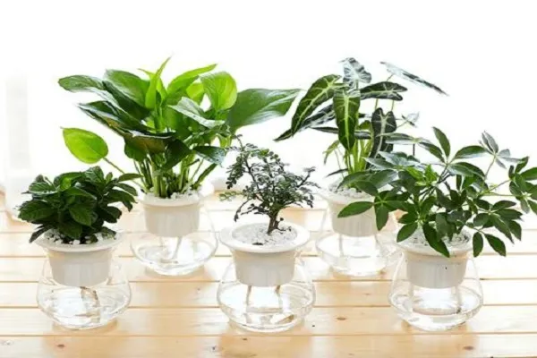 什么是水培植物 水培方法整理_植物百科知识