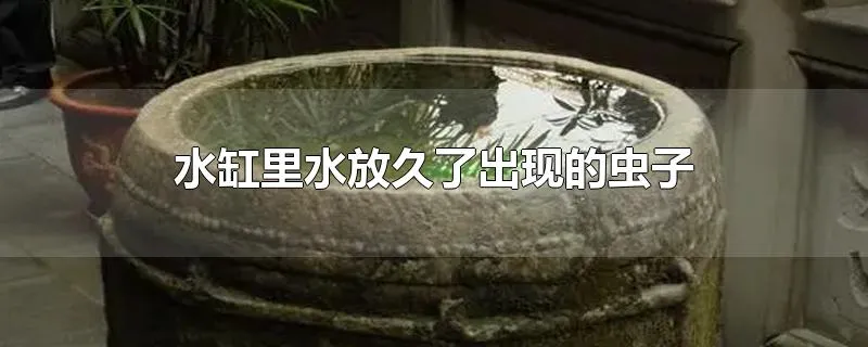 水缸里水放久了出现的虫子