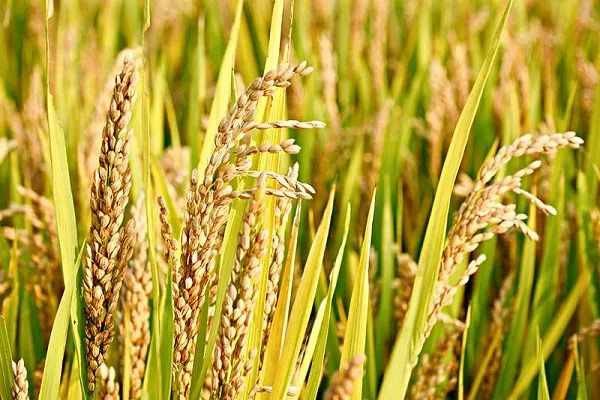 1亩地的水稻要多少斤稻种 水稻的生长过程_植物百科知识