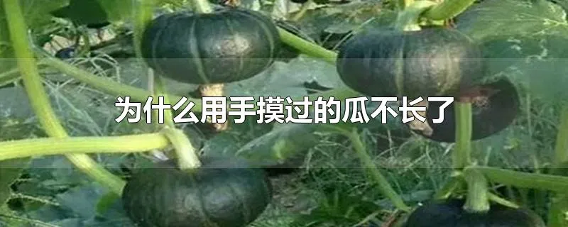 为什么用手摸过的瓜不长了