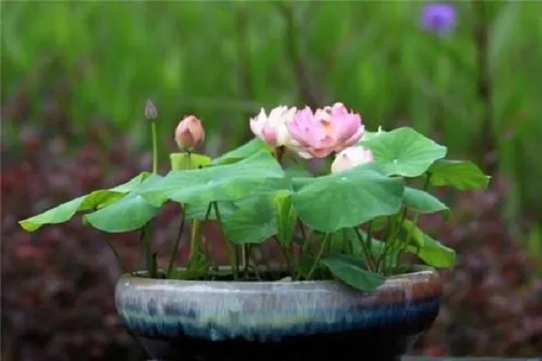 碗莲不用泥只用石子可以吗 发芽后还要换水吗_植物百科知识