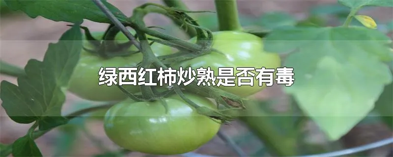 绿西红柿炒熟是否有毒