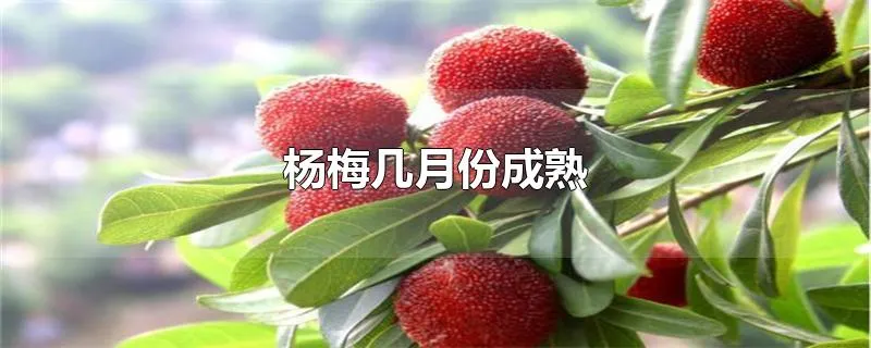 杨梅几月份成熟