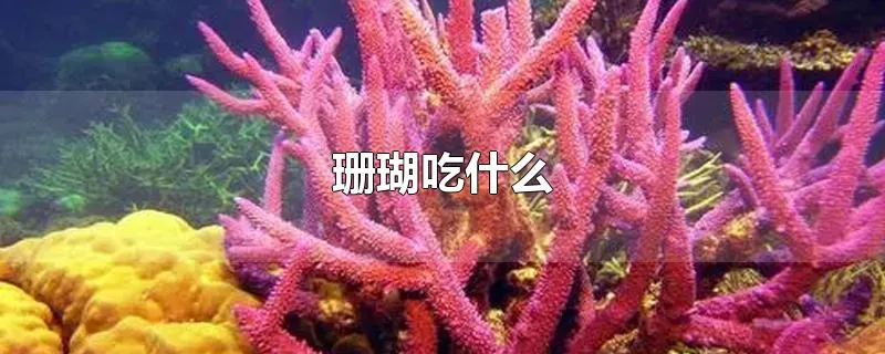 珊瑚吃什么