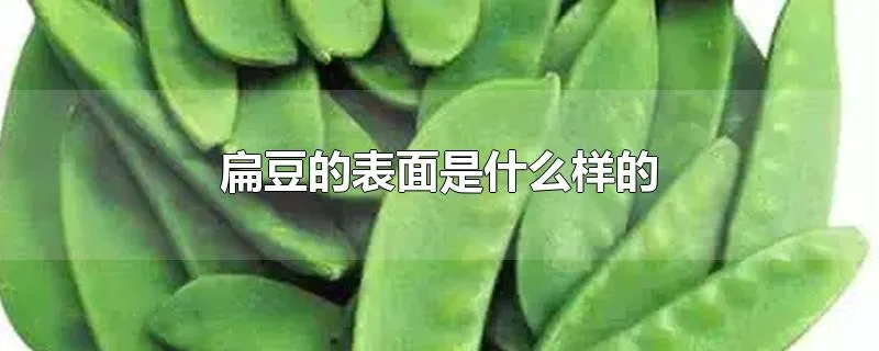 扁豆的表面是什么样的